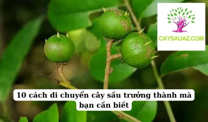 10 cách di chuyển cây sấu trưởng thành mà bạn cần biết