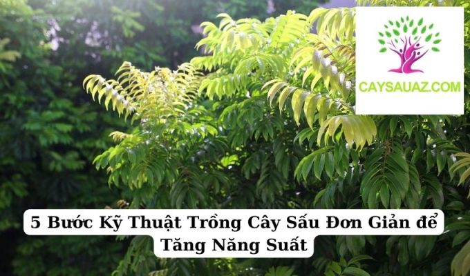 5 Bước Kỹ Thuật Trồng Cây Sấu Đơn Giản để Tăng Năng Suất