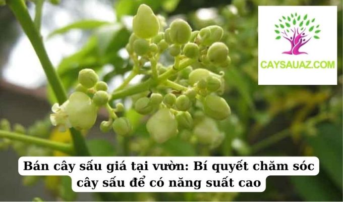 Bán cây sấu giá tại vườn Bí quyết chăm sóc cây sấu để có năng suất cao