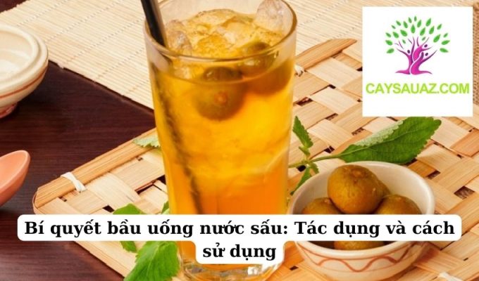 Bí quyết bầu uống nước sấu Tác dụng và cách sử dụng