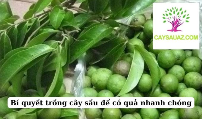 Bí quyết trồng cây sấu để có quả nhanh chóng