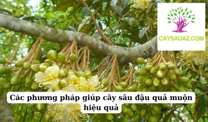 Các phương pháp giúp cây sâu đậu quả muộn hiệu quả