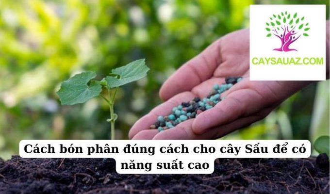 Cách bón phân đúng cách cho cây Sấu để có năng suất cao