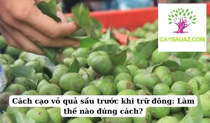 Cách cạo vỏ quả sấu trước khi trữ đông Làm thế nào đúng cách