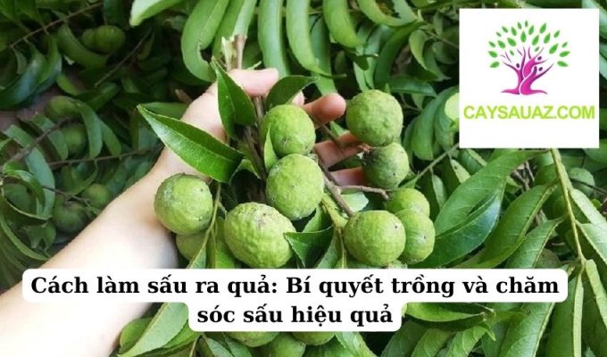 Cách làm sấu ra quả Bí quyết trồng và chăm sóc sấu hiệu quả