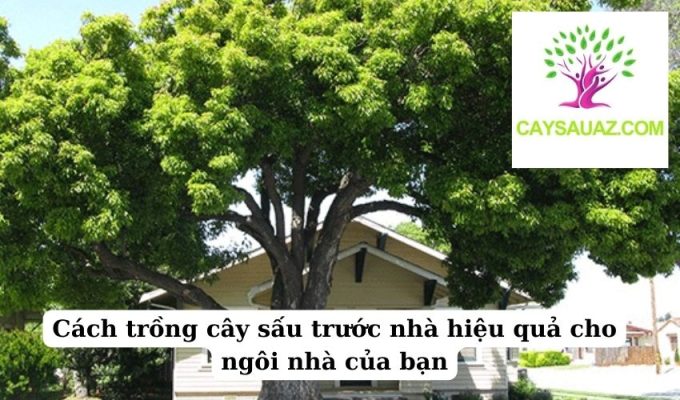 Cách trồng cây sấu trước nhà hiệu quả cho ngôi nhà của bạn