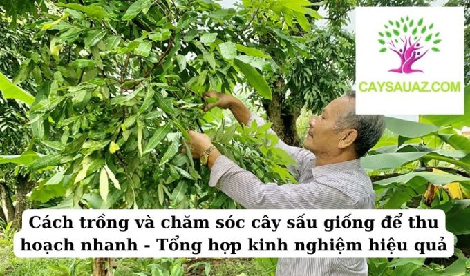 Cách trồng và chăm sóc cây sấu giống để thu hoạch nhanh - Tổng hợp kinh nghiệm hiệu quả