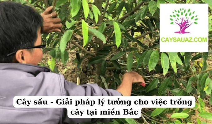 Cây sấu - Giải pháp lý tưởng cho việc trồng cây tại miền Bắc