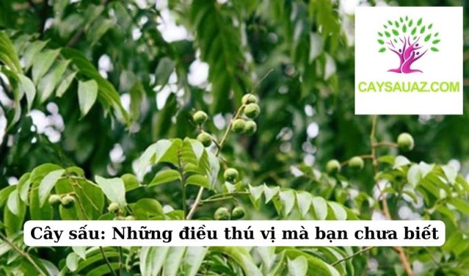 Cây sấu Những điều thú vị mà bạn chưa biết