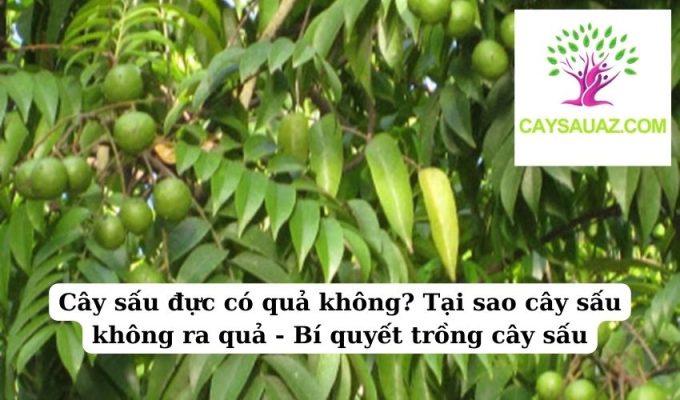 Cây sấu đực có quả không Tại sao cây sấu không ra quả - Bí quyết trồng cây sấu