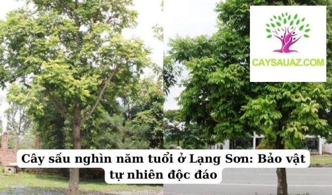 Cây sấu nghìn năm tuổi ở Lạng Sơn Bảo vật tự nhiên độc đáo