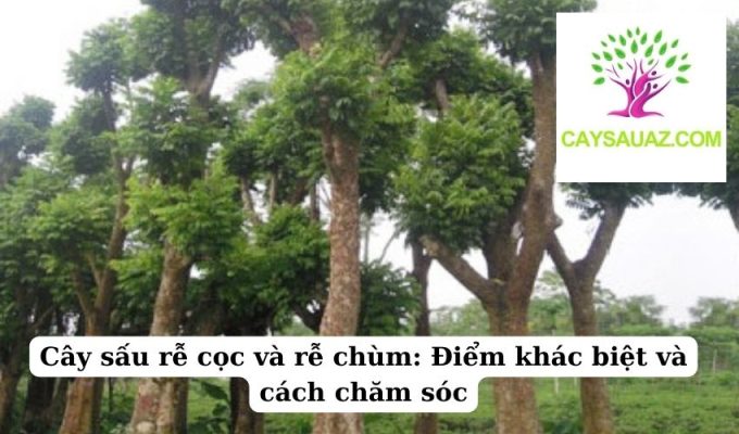 Cây sấu rễ cọc và rễ chùm Điểm khác biệt và cách chăm sóc