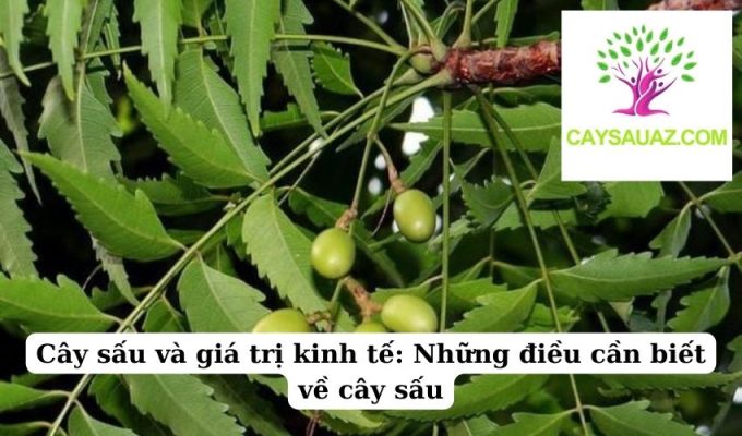 Cây sấu và giá trị kinh tế Những điều cần biết về cây sấu