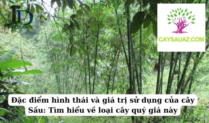 Đặc điểm hình thái và giá trị sử dụng của cây Sấu Tìm hiểu về loại cây quý giá này