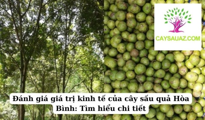 Đánh giá giá trị kinh tế của cây sấu quả Hòa Bình Tìm hiểu chi tiết