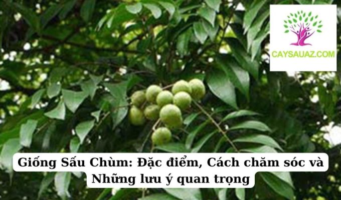 Giống Sấu Chùm Đặc điểm, Cách chăm sóc và Những lưu ý quan trọng