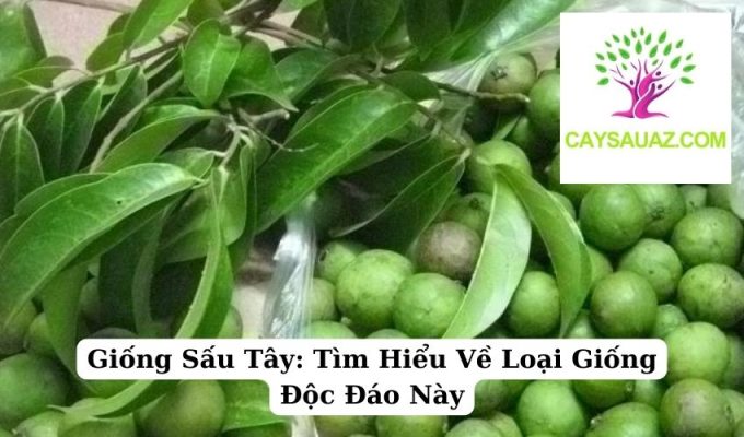 Giống Sấu Tây Tìm Hiểu Về Loại Giống Độc Đáo Này