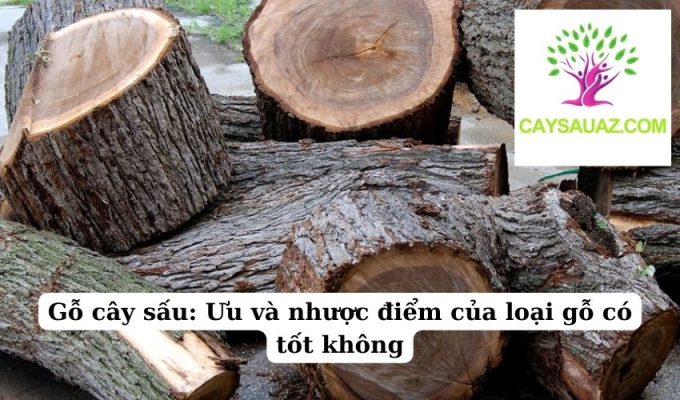 Gỗ cây sấu Ưu và nhược điểm của loại gỗ có tốt không