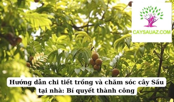 Hướng dẫn chi tiết trồng và chăm sóc cây Sấu tại nhà Bí quyết thành công