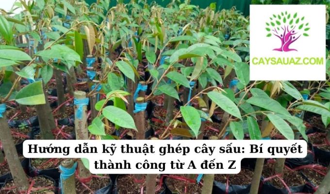 Hướng dẫn kỹ thuật ghép cây sấu Bí quyết thành công từ A đến Z