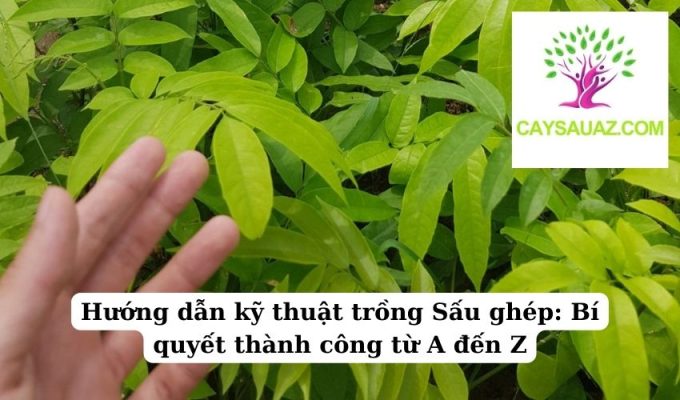 Hướng dẫn kỹ thuật trồng Sấu ghép Bí quyết thành công từ A đến Z