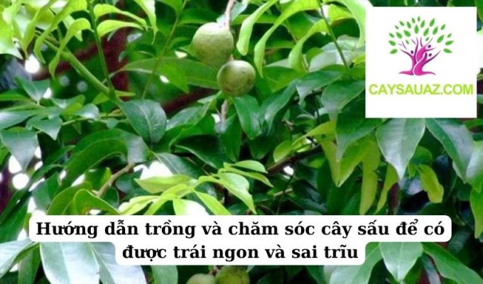 Hướng dẫn trồng và chăm sóc cây sấu để có được trái ngon và sai trĩu