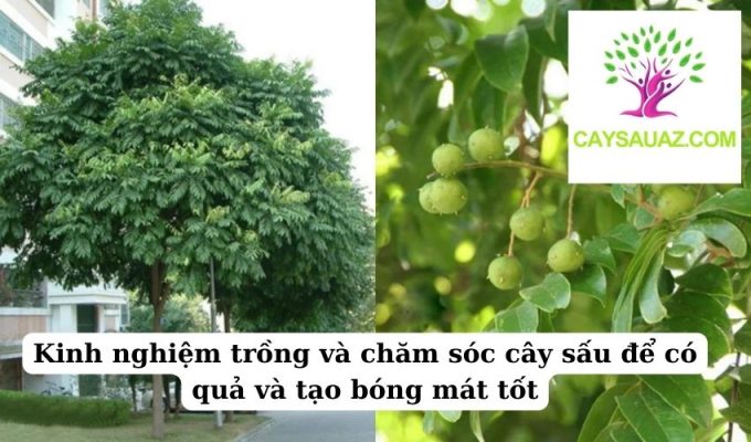 Kinh nghiệm trồng và chăm sóc cây sấu để có quả và tạo bóng mát tốt