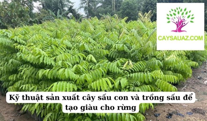 Kỹ thuật sản xuất cây sấu con và trồng sấu để tạo giàu cho rừng