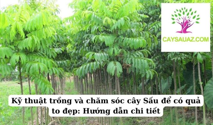 Kỹ thuật trồng và chăm sóc cây Sấu để có quả to đẹp Hướng dẫn chi tiết