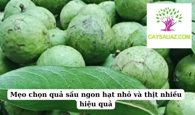 Mẹo chọn quả sấu ngon hạt nhỏ và thịt nhiều hiệu quả