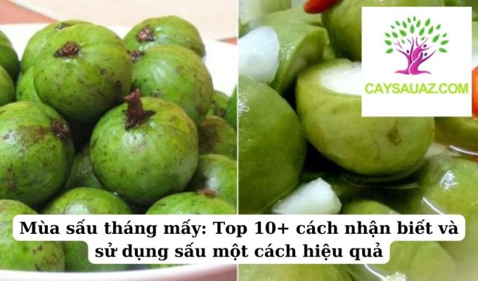 Mùa sấu tháng mấy Top 10+ cách nhận biết và sử dụng sấu một cách hiệu quả