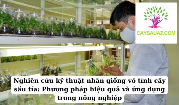 Nghiên cứu kỹ thuật nhân giống vô tính cây sấu tía Phương pháp hiệu quả và ứng dụng trong nông nghiệp