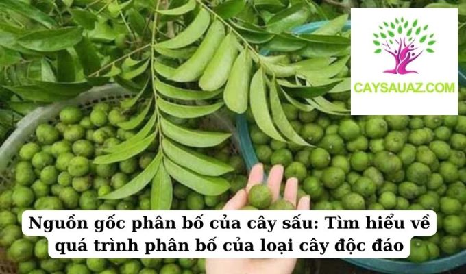 Nguồn gốc phân bố của cây sấu Tìm hiểu về quá trình phân bố của loại cây độc đáo