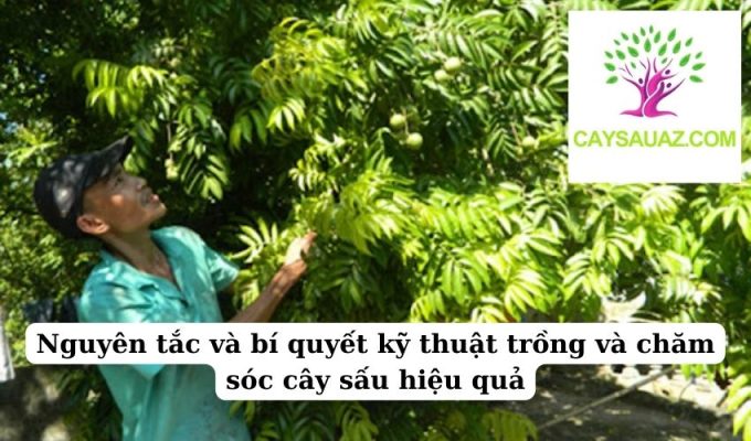 Nguyên tắc và bí quyết kỹ thuật trồng và chăm sóc cây sấu hiệu quả