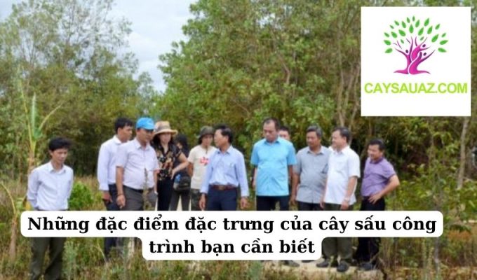 Những đặc điểm đặc trưng của cây sấu công trình bạn cần biết