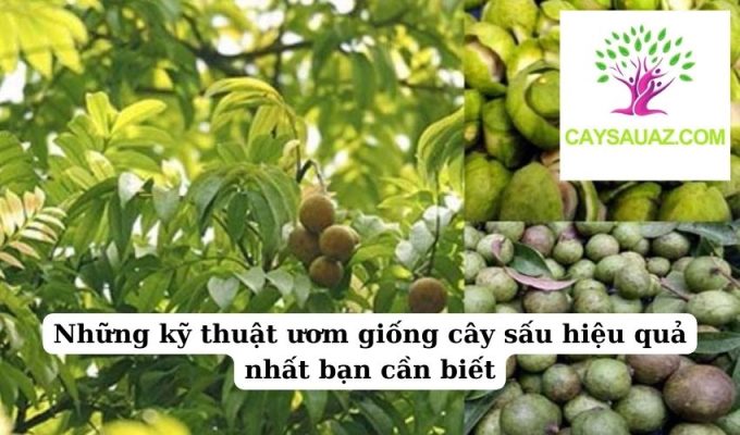 Những kỹ thuật ươm giống cây sấu hiệu quả nhất bạn cần biết