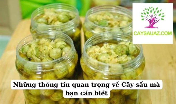 Những thông tin quan trọng về Cây sấu mà bạn cần biết