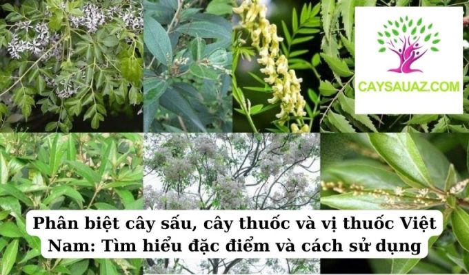 Phân biệt cây sấu, cây thuốc và vị thuốc Việt Nam Tìm hiểu đặc điểm và cách sử dụng