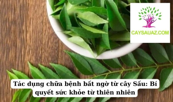 Tác dụng chữa bệnh bất ngờ từ cây Sấu Bí quyết sức khỏe từ thiên nhiên