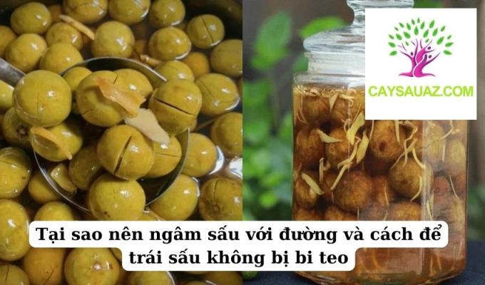 Tại sao nên ngâm sấu với đường và cách để trái sấu không bị bi teo