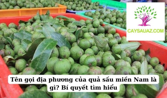 Tên gọi địa phương của quả sấu miền Nam là gì Bí quyết tìm hiểu