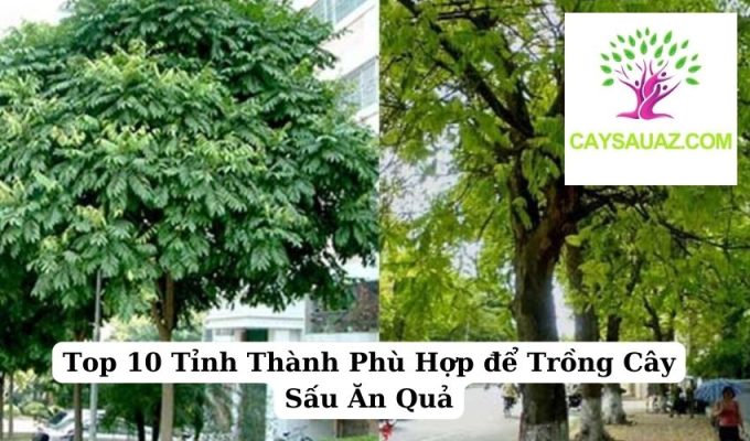 Top 10 Tỉnh Thành Phù Hợp để Trồng Cây Sấu Ăn Quả