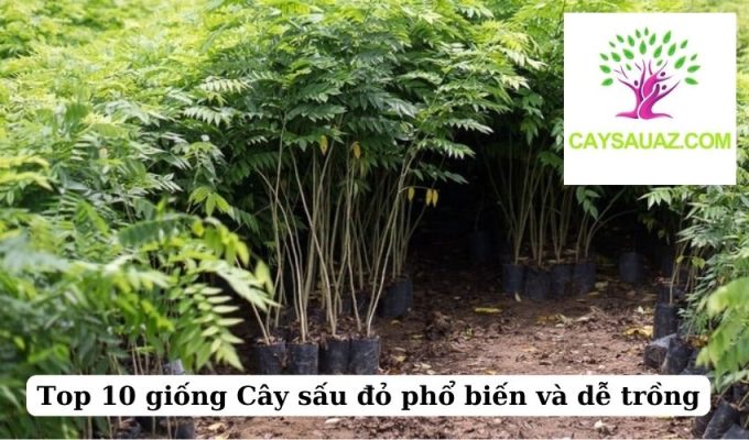 Top 10 giống Cây sấu đỏ phổ biến và dễ trồng