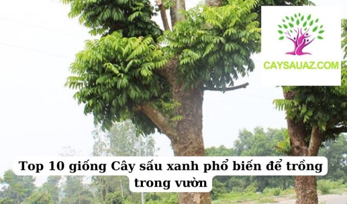 Top 10 giống Cây sấu xanh phổ biến để trồng trong vườn