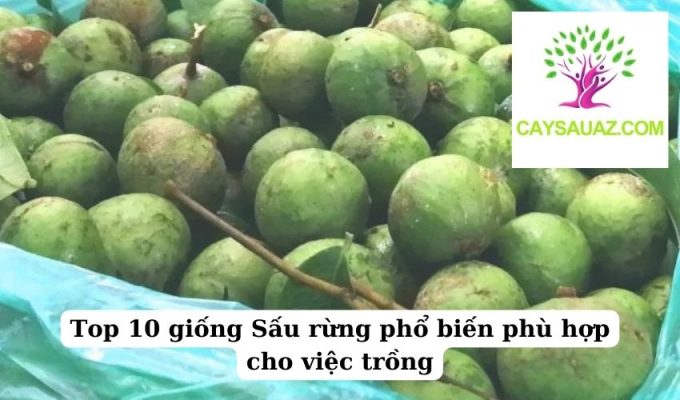 Top 10 giống Sấu rừng phổ biến phù hợp cho việc trồng