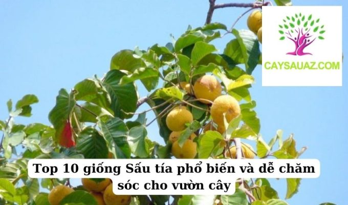 Top 10 giống Sấu tía phổ biến và dễ chăm sóc cho vườn cây