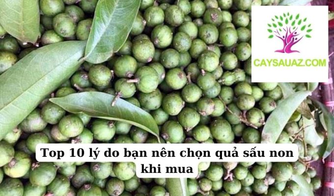 Top 10 lý do bạn nên chọn quả sấu non khi mua